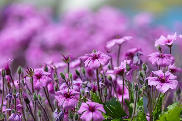 马德拉鹤 Geranium Maderense 花朵盛开的特写 — 图库照片