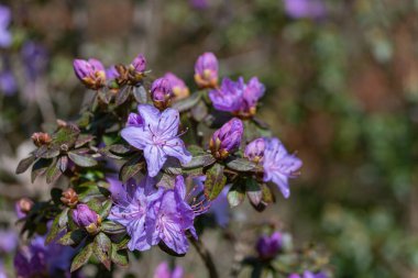 Close up of pink Rhododendron flowers in bloom