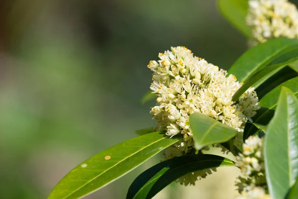 stock image Close up of skimmia japonica Kew Green flowers in bloom