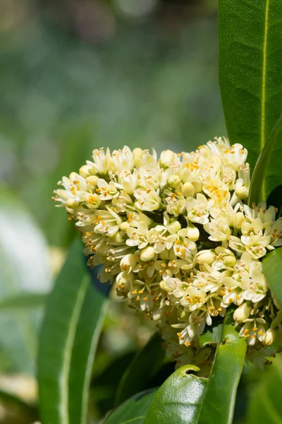 Close Skimmia Japonica Kew Green Flowers Bloom — Stock Photo, Image
