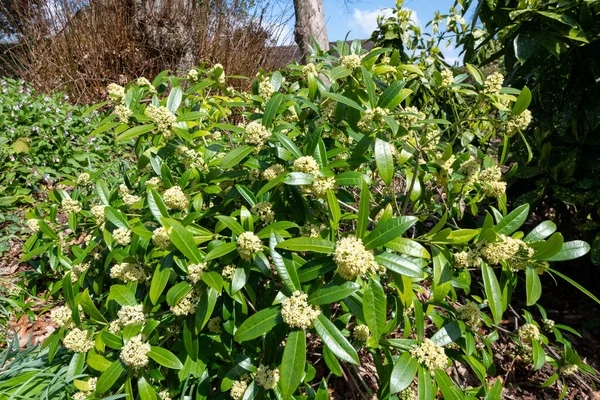 Close Skimmia Japonica Kew Green Flowers Bloom — Stock Photo, Image