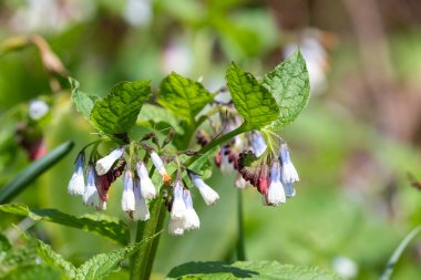 Çiçekler açan sürünen papağanlara (simfittum grandiflorum) yakın çekim