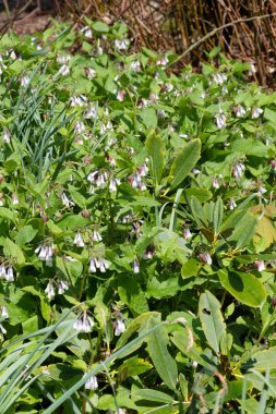 Çiçekler açan sürünen papağanlara (simfittum grandiflorum) yakın çekim