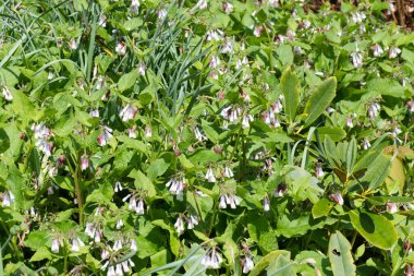 Çiçekler açan sürünen papağanlara (simfittum grandiflorum) yakın çekim