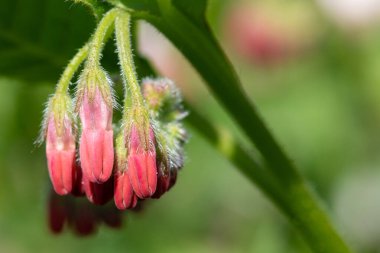 Çiçekler açan sürünen papağanlara (simfittum grandiflorum) yakın çekim