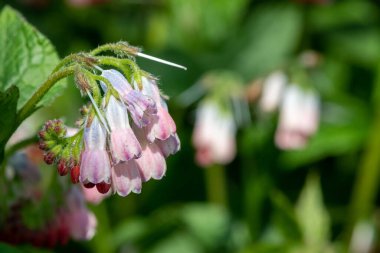 Çiçekler açan sürünen papağanlara (simfittum grandiflorum) yakın çekim