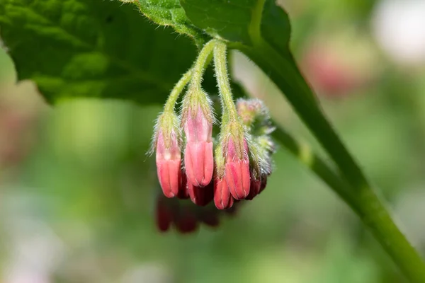 Primer Plano Consuelda Rastrera Symphytum Grandiflorum Flores Flor — Foto de Stock