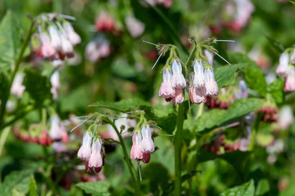 stock image Close up of creeping comfrey (symphytum grandiflorum) flowers in bloom