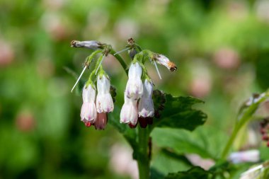 Çiçekler açan sürünen papağanlara (simfittum grandiflorum) yakın çekim