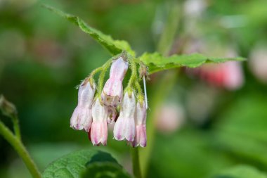 Çiçekler açan sürünen papağanlara (simfittum grandiflorum) yakın çekim