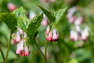 Çiçekler açan sürünen papağanlara (simfittum grandiflorum) yakın çekim