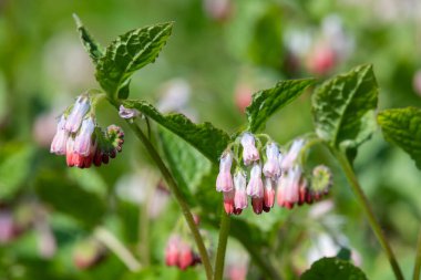 Çiçekler açan sürünen papağanlara (simfittum grandiflorum) yakın çekim