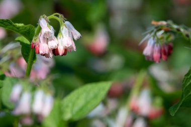 Çiçekler açan sürünen papağanlara (simfittum grandiflorum) yakın çekim