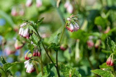 Çiçekler açan sürünen papağanlara (simfittum grandiflorum) yakın çekim