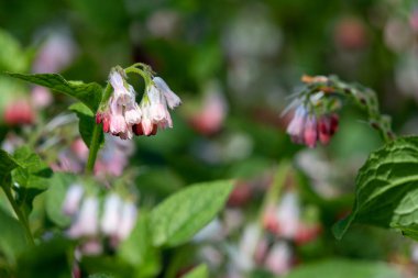 Çiçekler açan sürünen papağanlara (simfittum grandiflorum) yakın çekim