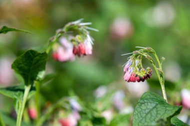 Çiçekler açan sürünen papağanlara (simfittum grandiflorum) yakın çekim