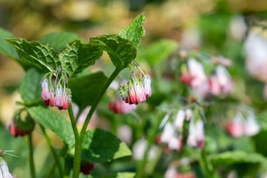 Çiçekler açan sürünen papağanlara (simfittum grandiflorum) yakın çekim