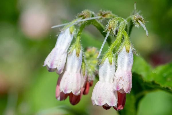 stock image Close up of creeping comfrey (symphytum grandiflorum) flowers in bloom