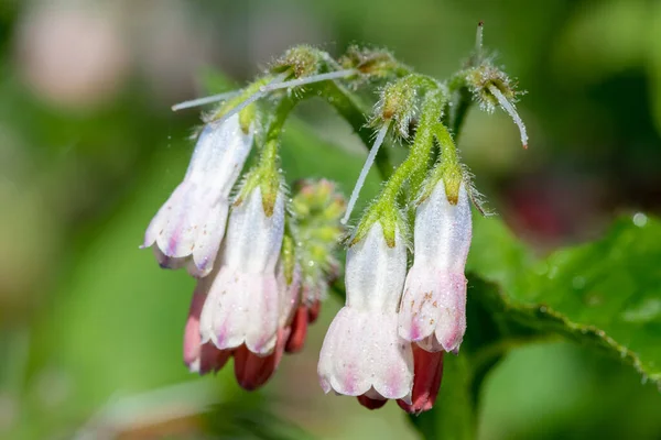 Stock image Close up of creeping comfrey (symphytum grandiflorum) flowers in bloom