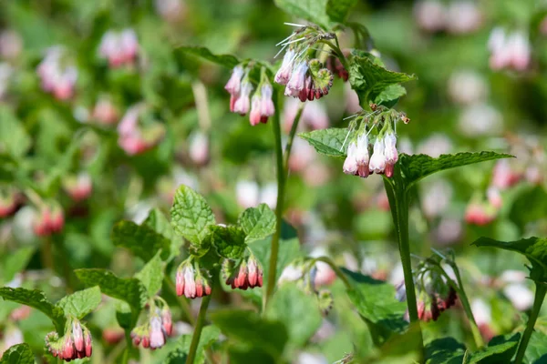 Çiçekler açan sürünen papağanlara (simfittum grandiflorum) yakın çekim