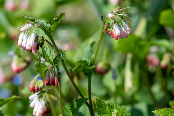 Çiçekler açan sürünen papağanlara (simfittum grandiflorum) yakın çekim