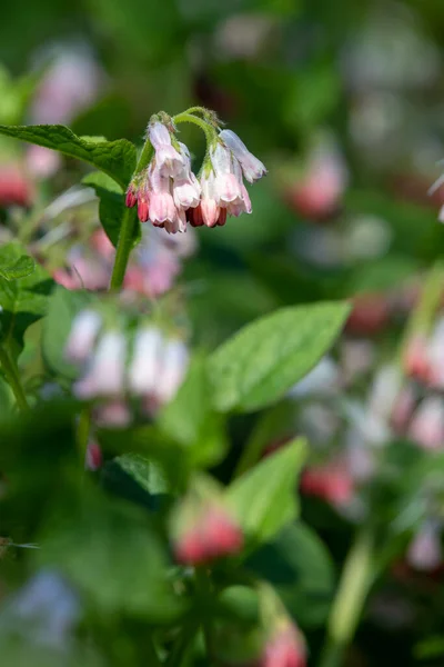 stock image Close up of creeping comfrey (symphytum grandiflorum) flowers in bloom