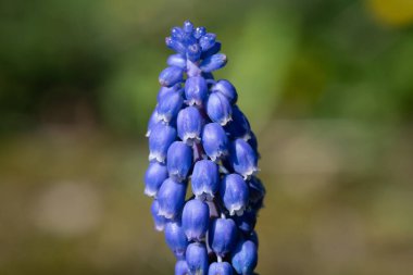 Çiçek açmış bir bahçe üzümü sümbülü (muscari americanum) çiçeğine yaklaş
