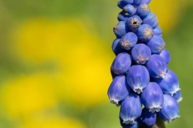 Çiçek açmış bir bahçe üzümü sümbülü (muscari americanum) çiçeğine yaklaş