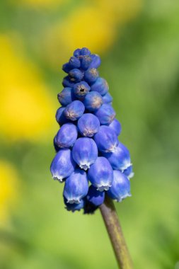 Çiçek açmış bir bahçe üzümü sümbülü (muscari americanum) çiçeğine yaklaş