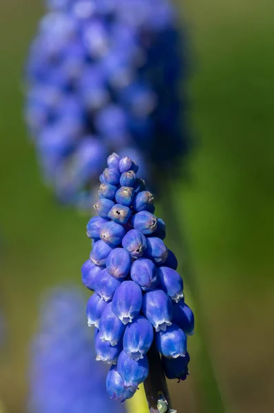 Çiçek Açmış Bir Bahçe Üzümü Sümbülü Muscari Americanum Çiçeğine Yaklaş — Stok fotoğraf