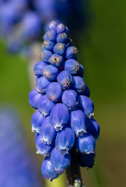 Завершение Цветения Садового Виноградного Гиацинта Muscari Felicanum — стоковое фото