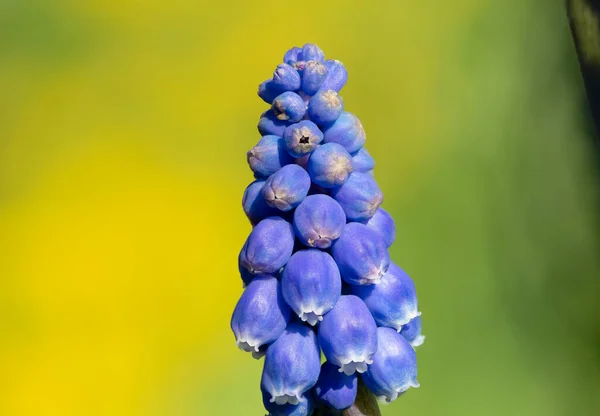 Close Garden Grape Hyacinth Muscari Americanum Flower Bloom — Stock Photo, Image