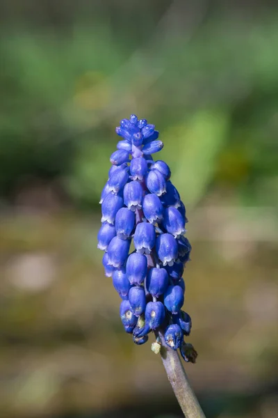 Närbild Trädgård Druva Hyacint Muscari Americanum Blomma Blom — Stockfoto