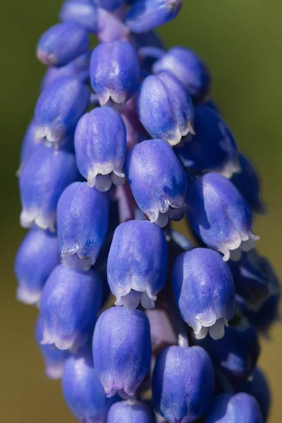 Zblízka Zahradní Hroznové Hyacinth Muscari Americanum Květ Květu — Stock fotografie