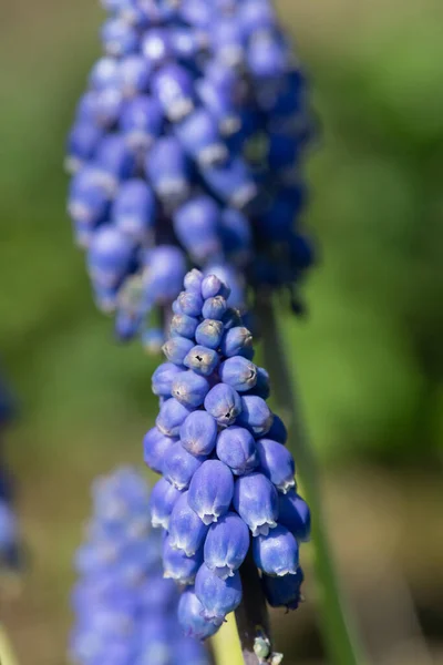 Zblízka Zahradní Hroznové Hyacinth Muscari Americanum Květ Květu — Stock fotografie