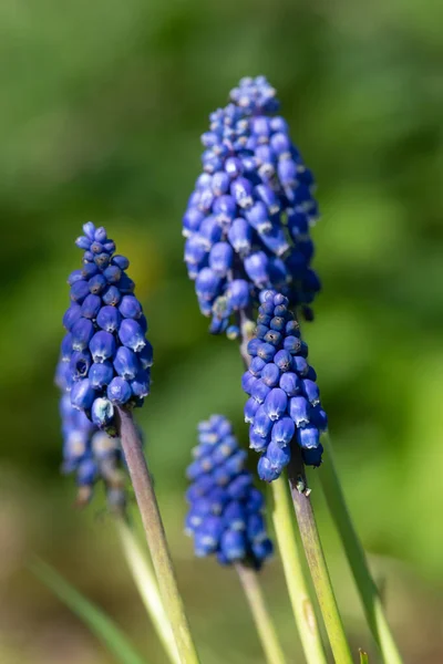 Närbild Trädgård Druva Hyacint Muscari Americanum Blommor Blom — Stockfoto