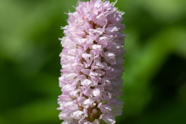 Yaygın bir bistort (bistorta officinalis) çiçeğinin makro görüntüsü