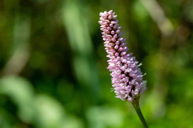 Yaygın bir bistort (bistorta officinalis) çiçeğinin makro görüntüsü