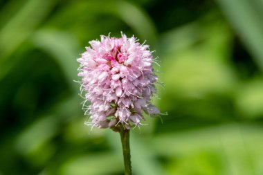 Macro shot of a common bistort (bistorta officinalis) flower covered in dew droplets clipart