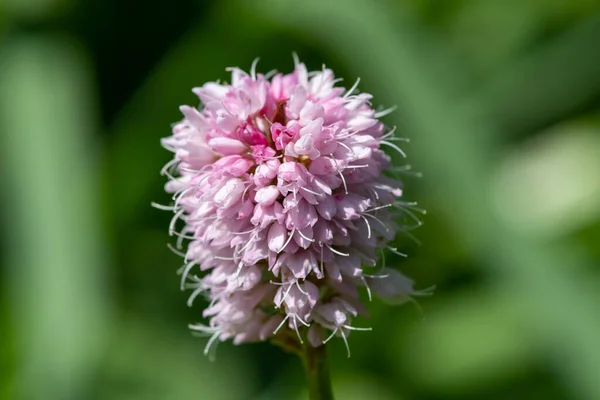 Макрознімок Звичайної Квітки Біфорта Bistorta Officinalis Цвітіння — стокове фото