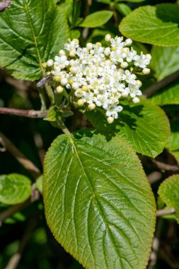 Gezgin viburnum (viburnum lantana) çiçeklerinin çiçek açması