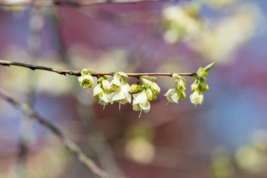 Dağdaki bir kardamlasında çiçeklere yaklaş (halesia monticola)