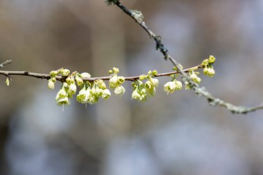 Dağdaki bir kardamlasında çiçeklere yaklaş (halesia monticola)