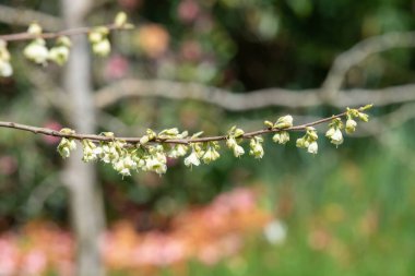 Dağdaki bir kardamlasında çiçeklere yaklaş (halesia monticola)