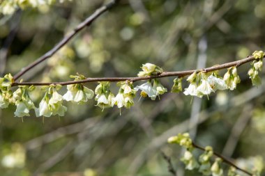 Dağdaki bir kardamlasında çiçeklere yaklaş (halesia monticola)