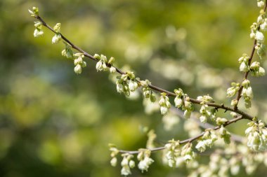 Dağdaki bir kardamlasında çiçeklere yaklaş (halesia monticola)