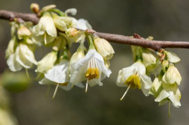 Dağdaki bir kardamlasında çiçeklere yaklaş (halesia monticola)