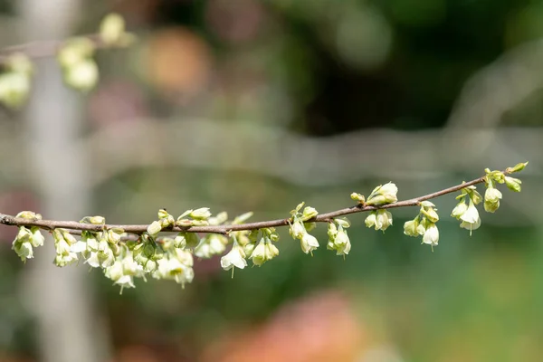 stock image Close up of flowers on a mountain snowdrop (halesia monticola) tree