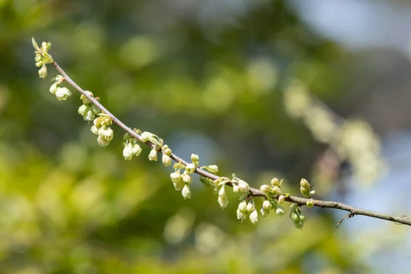 Close Flores Uma Montanha Nevasca Halesia Monticola Árvore — Fotografia de Stock