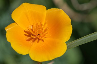 Açan bir Kaliforniya gelinciğine (eschscholzia calizina) yakın çekim